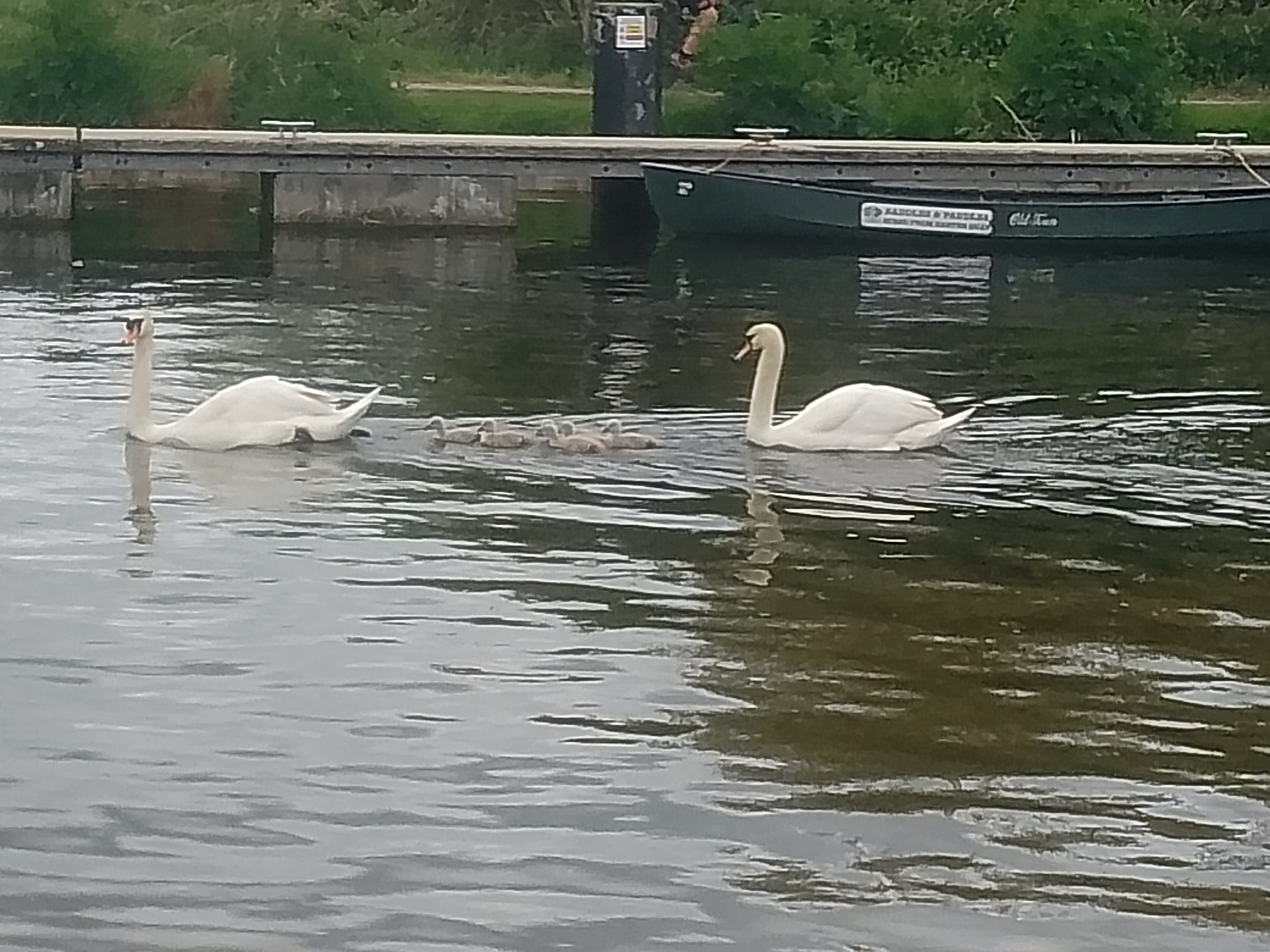 Swans