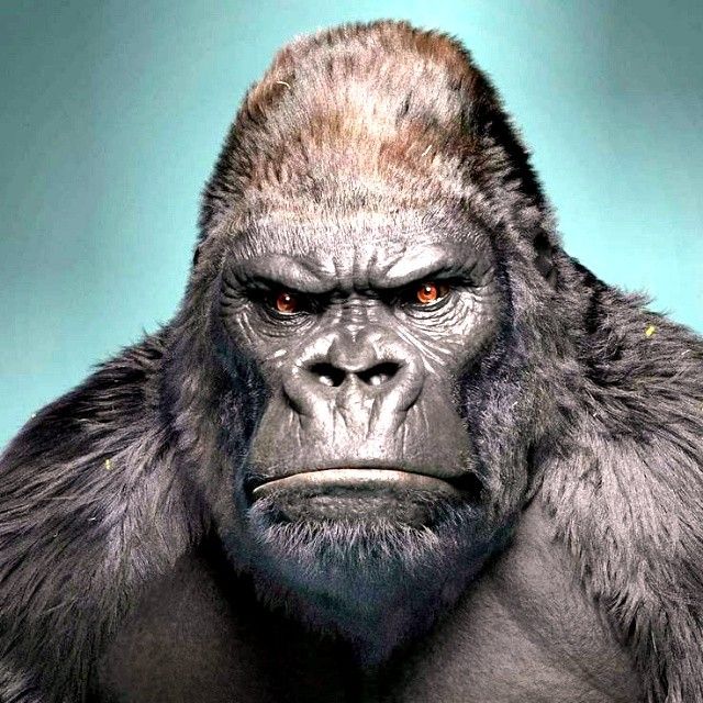 Grumpy Gorilla